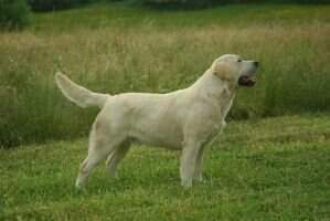 canis amicus joko canis amicus joko