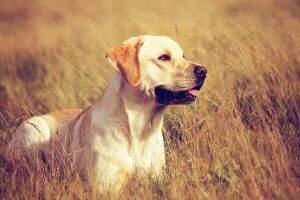Brown Hunt's Heartbreaker Finlay