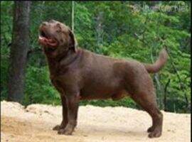 Bournhalls Buster Brown Bournhalls Buster Brown