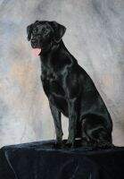 Candlewoods Wyatt Earp UDX6 OGM QA2