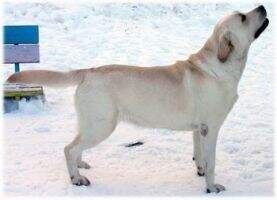 RUS, MLD Grape Eyes Krasota