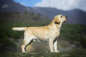 AZ GCH/RU GE AZ CH. Richbourne Mac Dougal