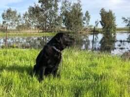 Pondview Hawksmoor Rio's Midnight Mischief BN RA CC