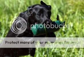 Blackthorn Oinone Lana