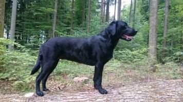 Bella Donna vom Litzelsee Bella Donna vom Litzelsee