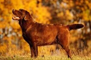 Canis Amicus Odina PAN