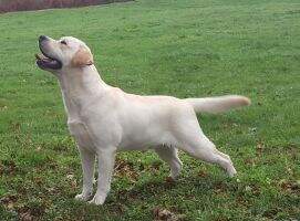 Canis Amicus ?osca Canis Amicus ?osca