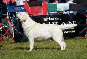 Devonshires Huckleberry Finn Devonshires Huckleberry Finn