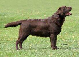 IR ShCh Meadowleigh Brown Sugar SGWC