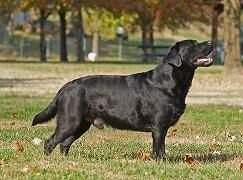 U-CH Dutch Hollow's City Slicker AWC