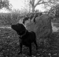 Tibea Miss Mollie