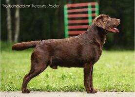 RUS UA SLO BIR RKF JCW FT-GCH Trolltjarnbacken Treasure Raider