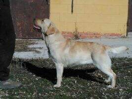 Canis Amicus Queena Canis Amicus Queena