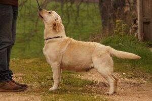 Canis Amicus Que Canis Amicus Que