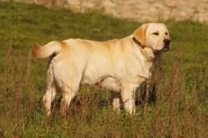 Canis Amicus Quinto