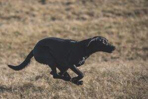 Blackthorn Thrilling India