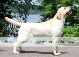 Clan Soprano Miss Winner Top One Clan Soprano Miss Winner Top One