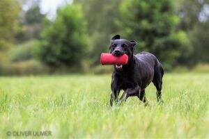 Gundog's Choice Callie Gundog's Choice Callie