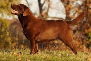 Canis Amicus Xena PAN