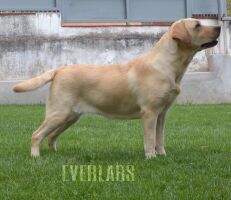MK CH Everlabs Amelie MK CH Everlabs Amelie