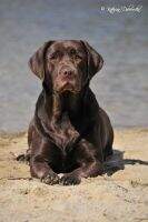 czech working champion Anabell Benison universal hunting dog czech working champion Anabell Benison universal hunting dog