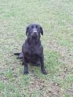 Lochmuir Licorice at Piperdown