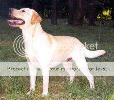 Mol Becham (son of Blondess Empire Dream Machine)