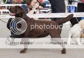 Dual CH UA Meri Hunting Queen For Meri-Stuart