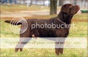 UA Karay (Evellan's Holsten x Pilbett White Stain) UA Karay (Evellan's Holsten x Pilbett White Stain)