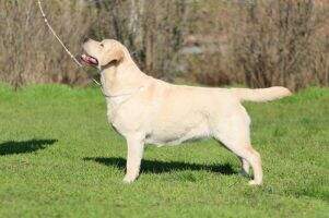UK Mol CH Maybe Bru Hunter UK Mol CH Maybe Bru Hunter