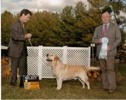 BOSS GCH/Can Hedgelawn's Sharper Image