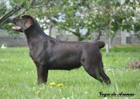 Sp. Gi. Pt. Ch./Sp. Jr. Ch. Vanilla Bean z Grodu Hrabiego Malmesbury PAN