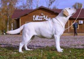 Lab'SPb Yucca Modell