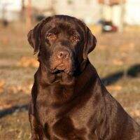 Rainriver Brown Perl