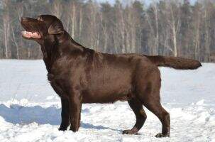 Pl. Ch. Labry Berry Name Of Winner