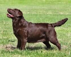 BOSS CH Beechroft Gingersnap At Hedgelawn