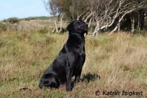 Dashwood Dakota Flint Dashwood Dakota Flint