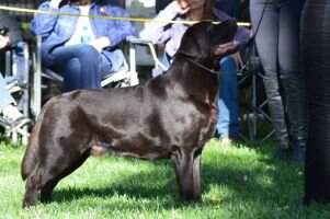 GCHB CH Quailchase Bearcreeks Jolly Joe