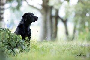 OFTW Hillfields Mowsley