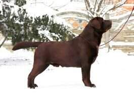 Blr CH Breed CH Blr Viking Skarb Serca Blr CH Breed CH Blr Viking Skarb Serca