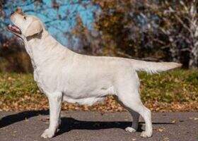 Lab'SPb Alabama Girl Lab'SPb Alabama Girl
