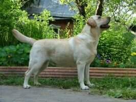 RUS, SRB Stenveyz Especially For Blondess Empire