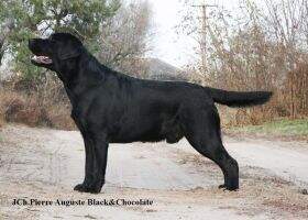 UA Pierre Auguste Black&Chocolate