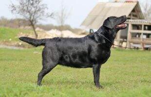 Venus Ebony Star Safirland Venus Ebony Star Safirland