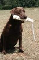 HRCH Gator Point Magnum Force Storm