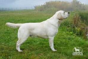 LT LV EST BALT LT LV EST BALT BY SE CH ANTERRA ECLAIR LT LV EST BALT LT LV EST BALT BY SE CH ANTERRA ECLAIR