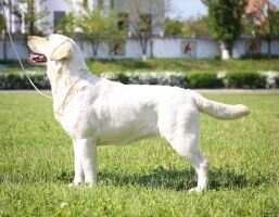 Ukr.JCh.Rus.Mol.Ch. Irislav Blonde In Law