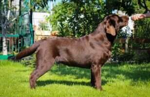Ukr.Jr.Ch. Irislav Choco Dream