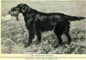 High Legh Blarney (Flatcoat)