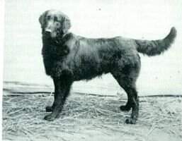 Black Quilt (Flatcoat)